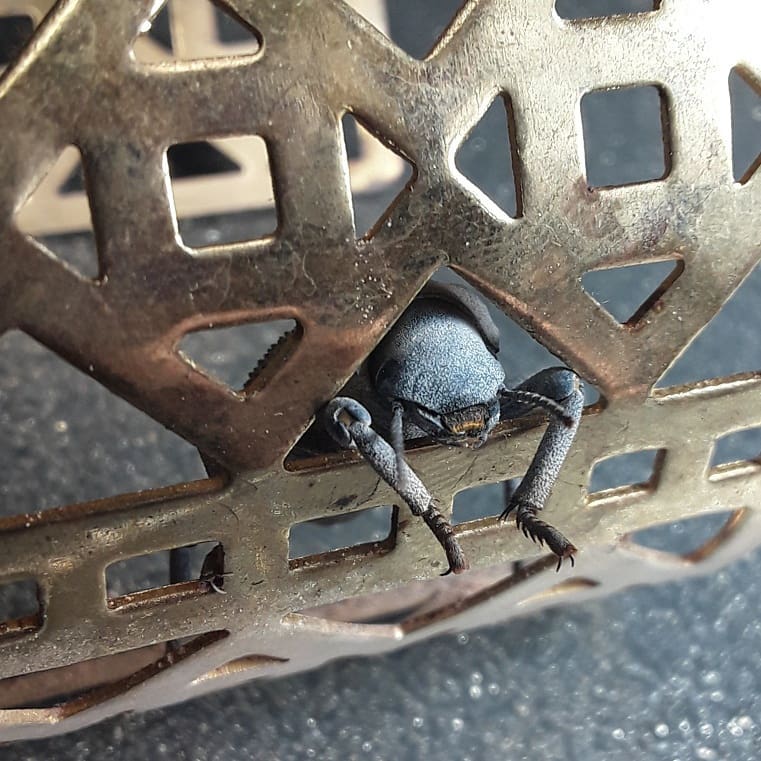 blue beetle resting on a gold bracelet